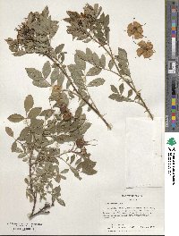 Rosa virginiana image