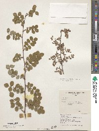 Rosa moyesii image