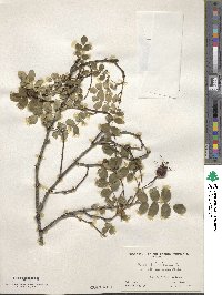 Rosa spinosissima image