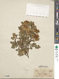 Rosa spinosissima image