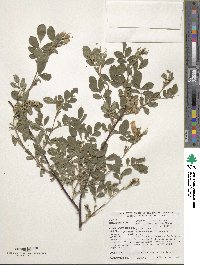 Rosa woodsii var. ultramontana image