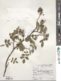 Rosa villosa image