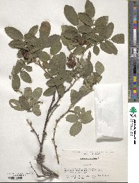 Rosa villosa image