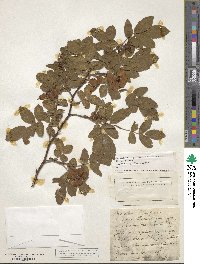 Rosa villosa image