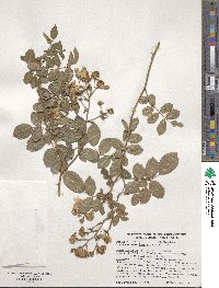 Rosa lucieae image