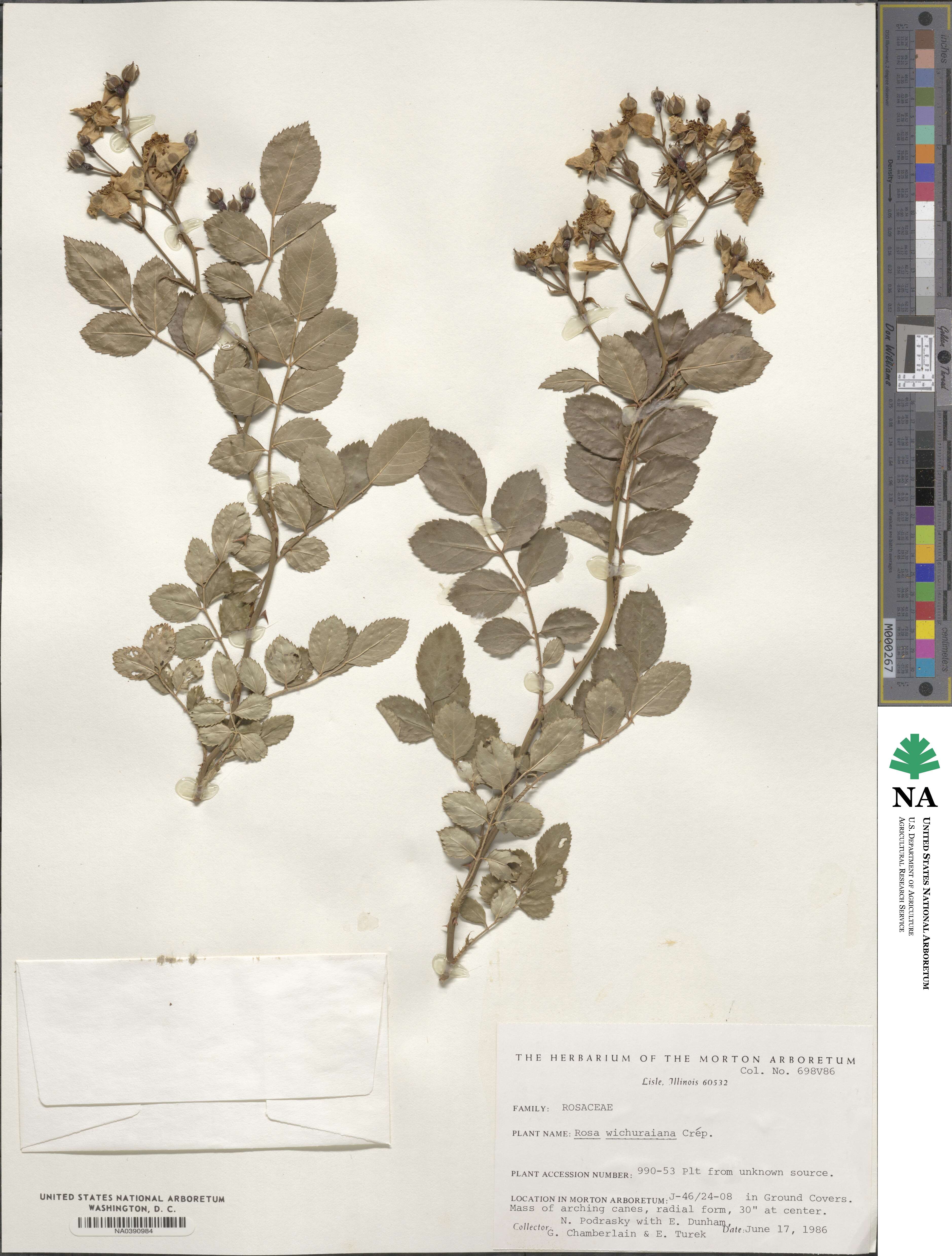 Rosa lucieae image