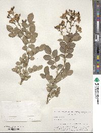 Rosa lucieae image