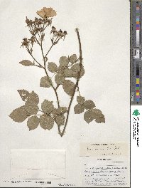 Rosa lucieae image