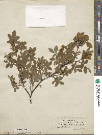 Rosa woodsii image