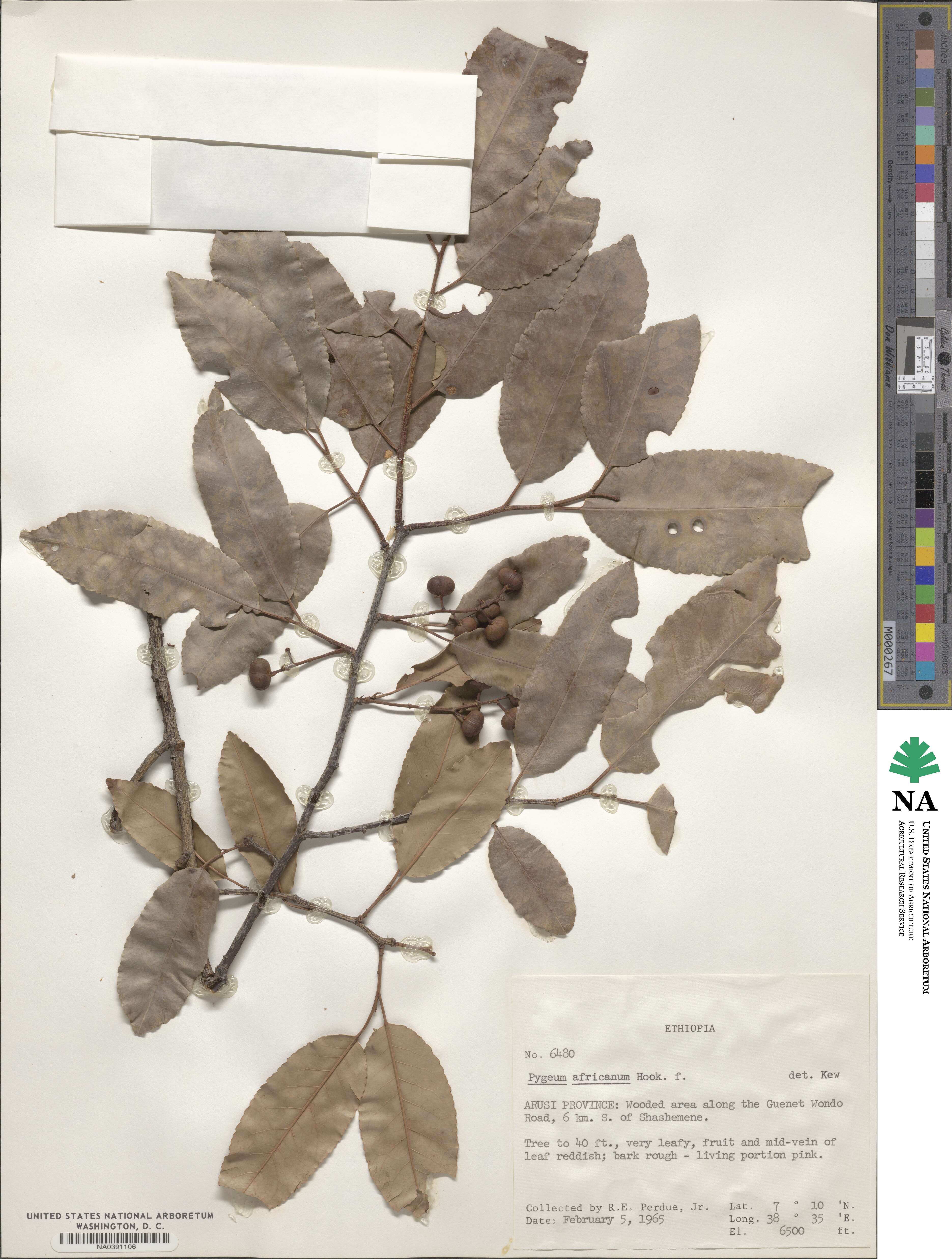 Pygeum africanum image