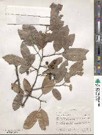 Pygeum africanum image