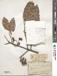 Pygeum africanum image