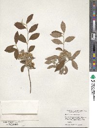 Dichotomanthes tristaniicarpa image