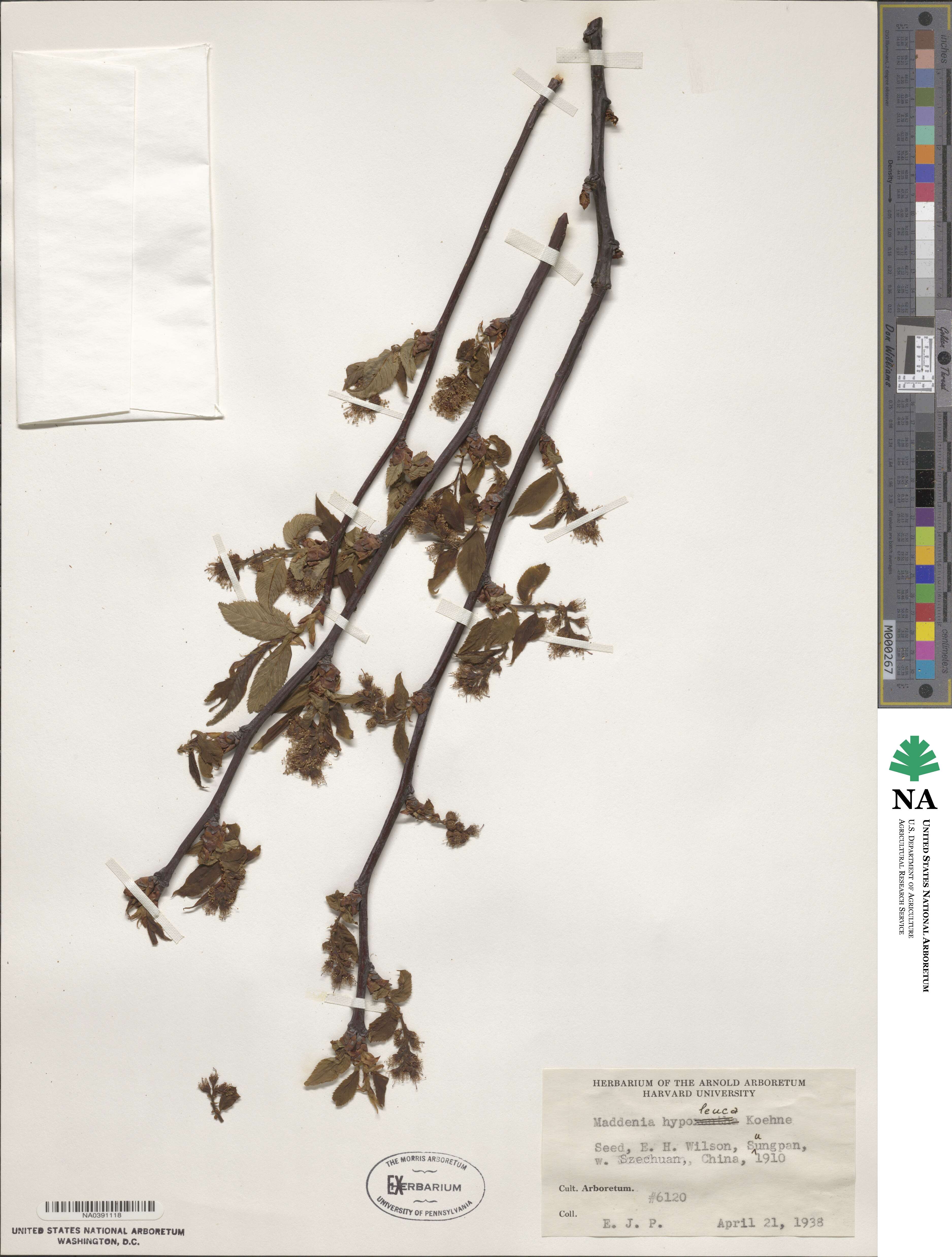 Prunus hypoleuca image