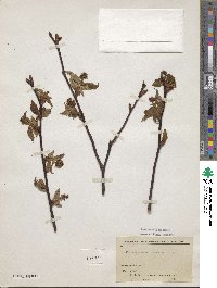 Prunus hypoleuca image