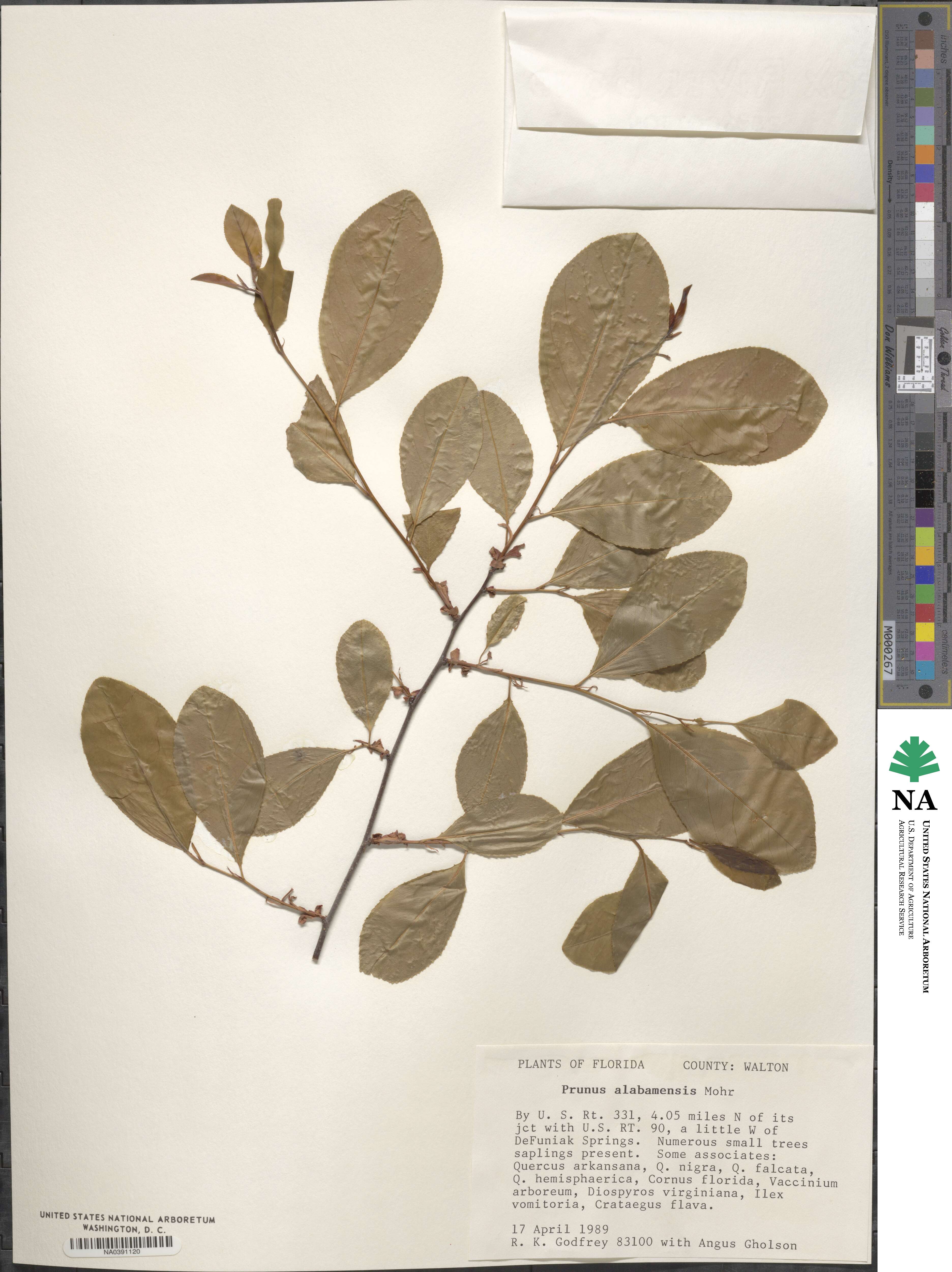 Prunus alabamensis image