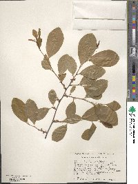 Prunus alabamensis image