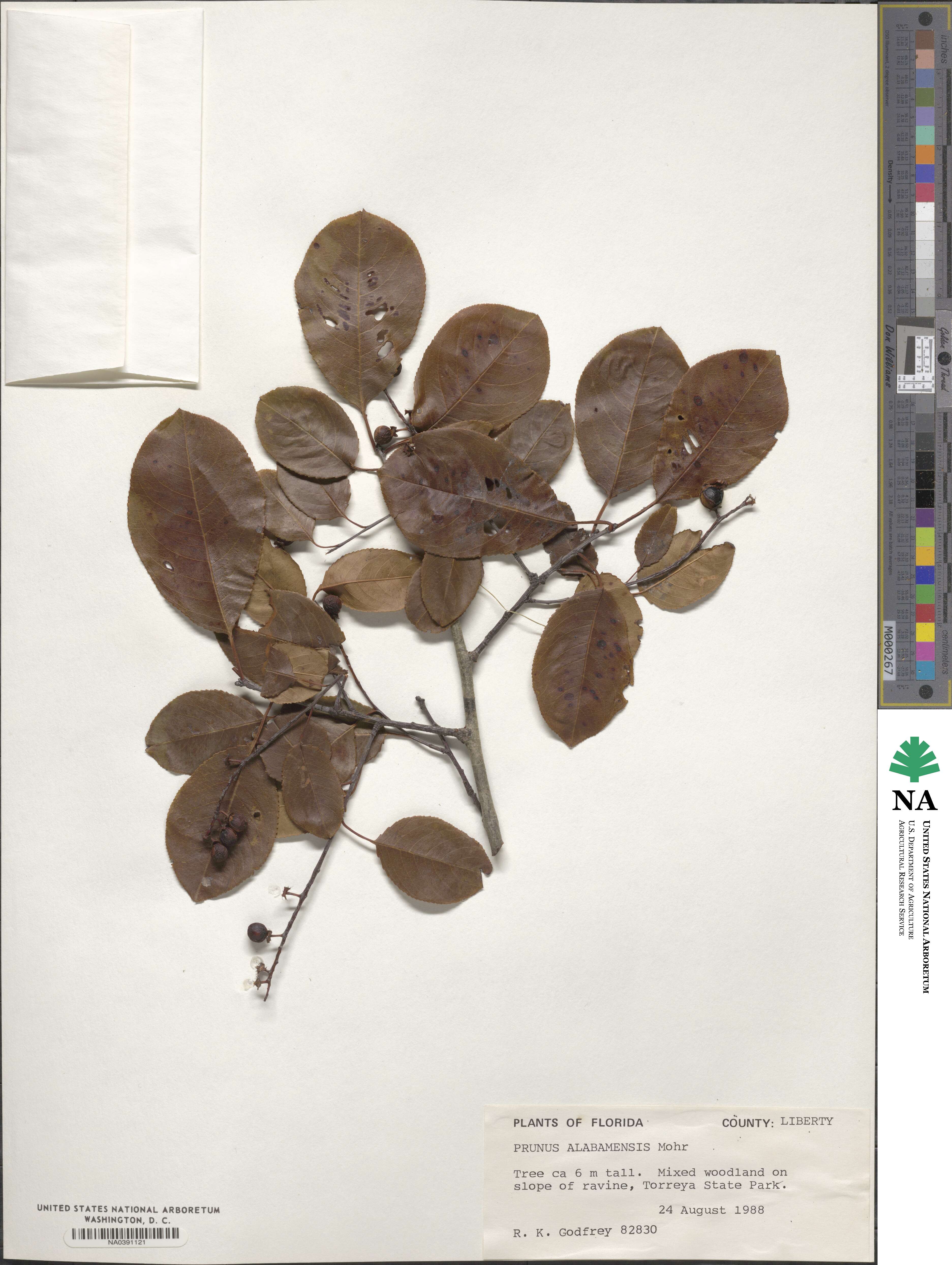 Prunus alabamensis image