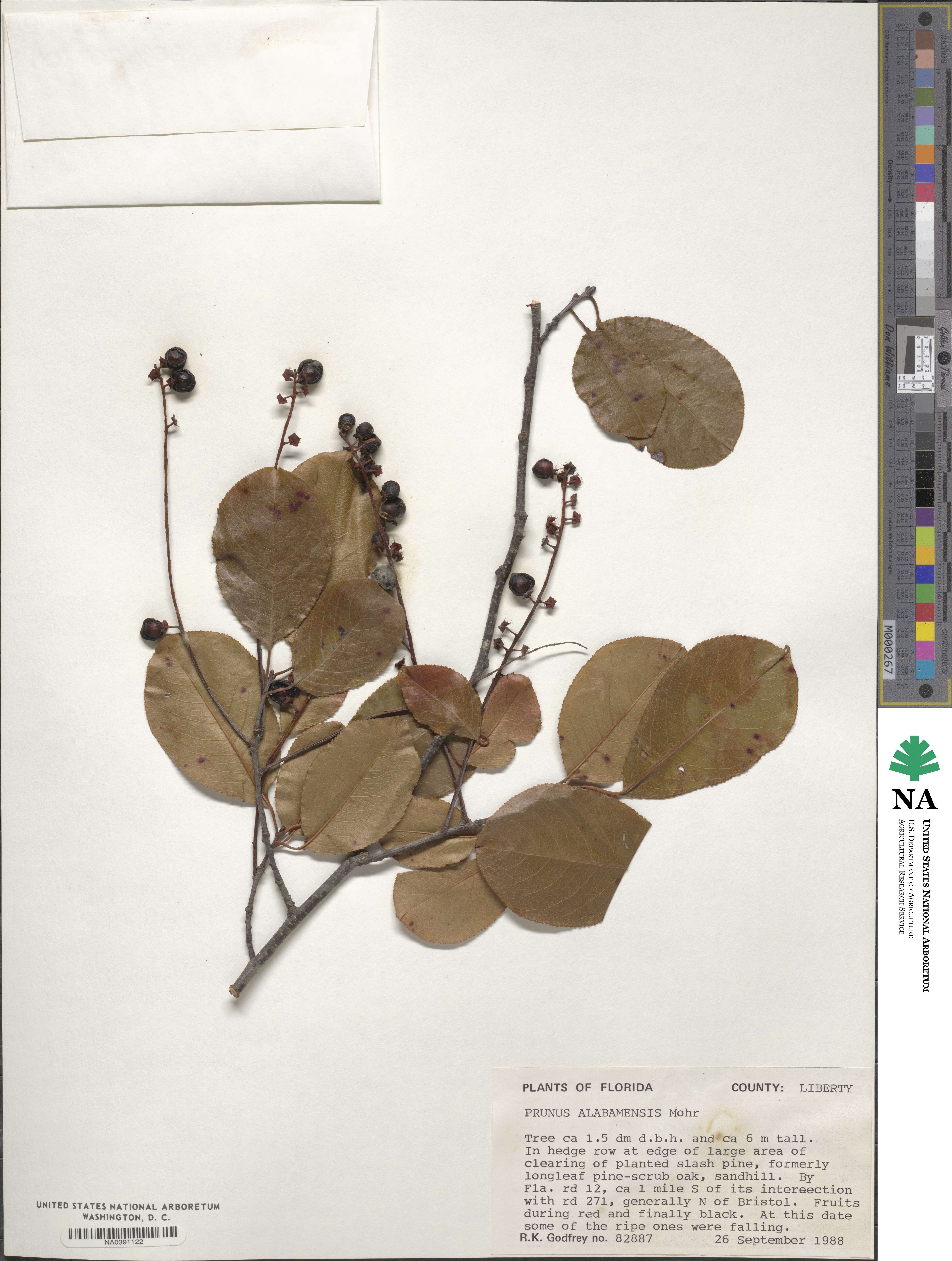 Prunus alabamensis image