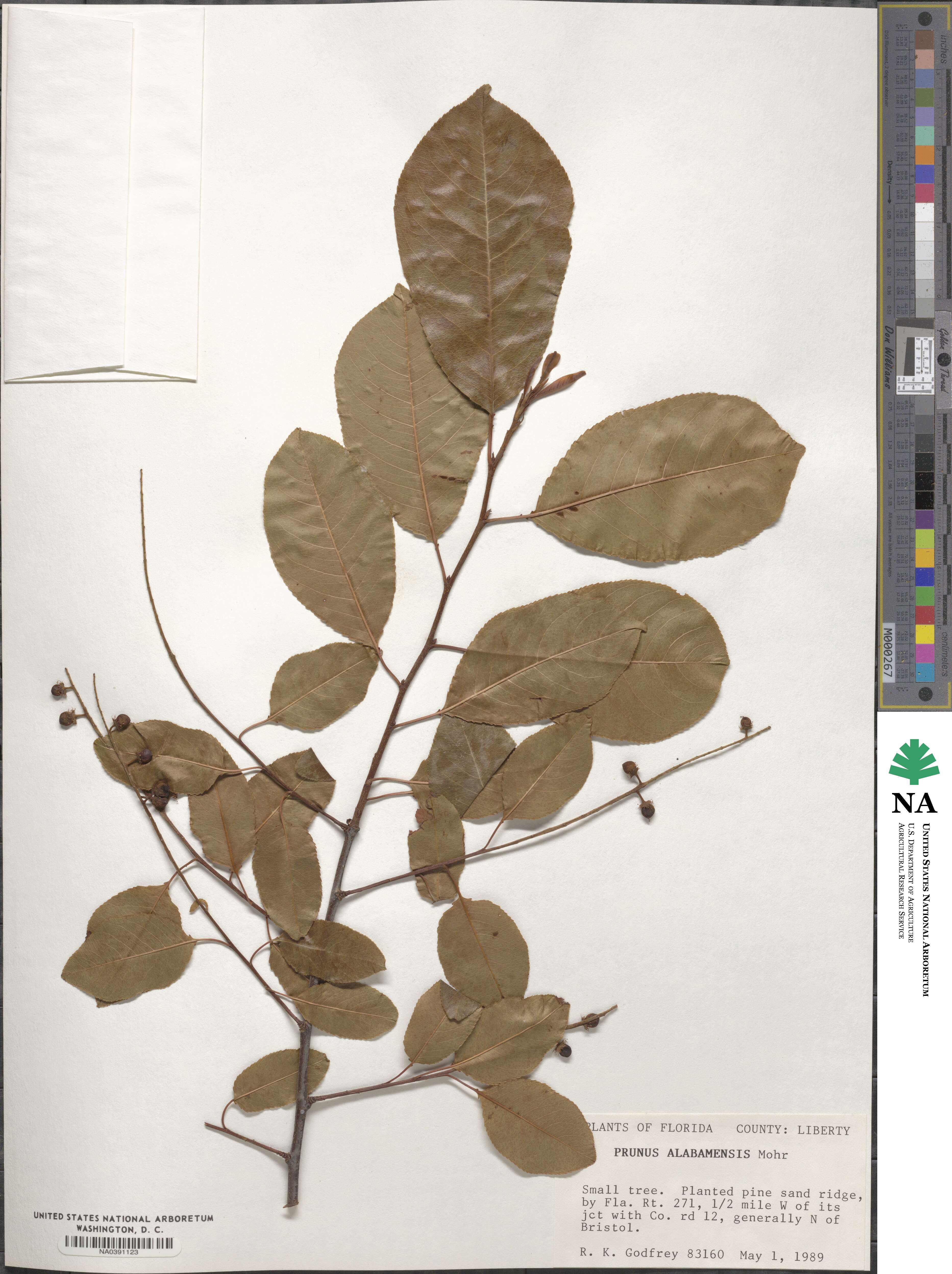 Prunus alabamensis image