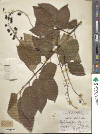 Prunus alabamensis image