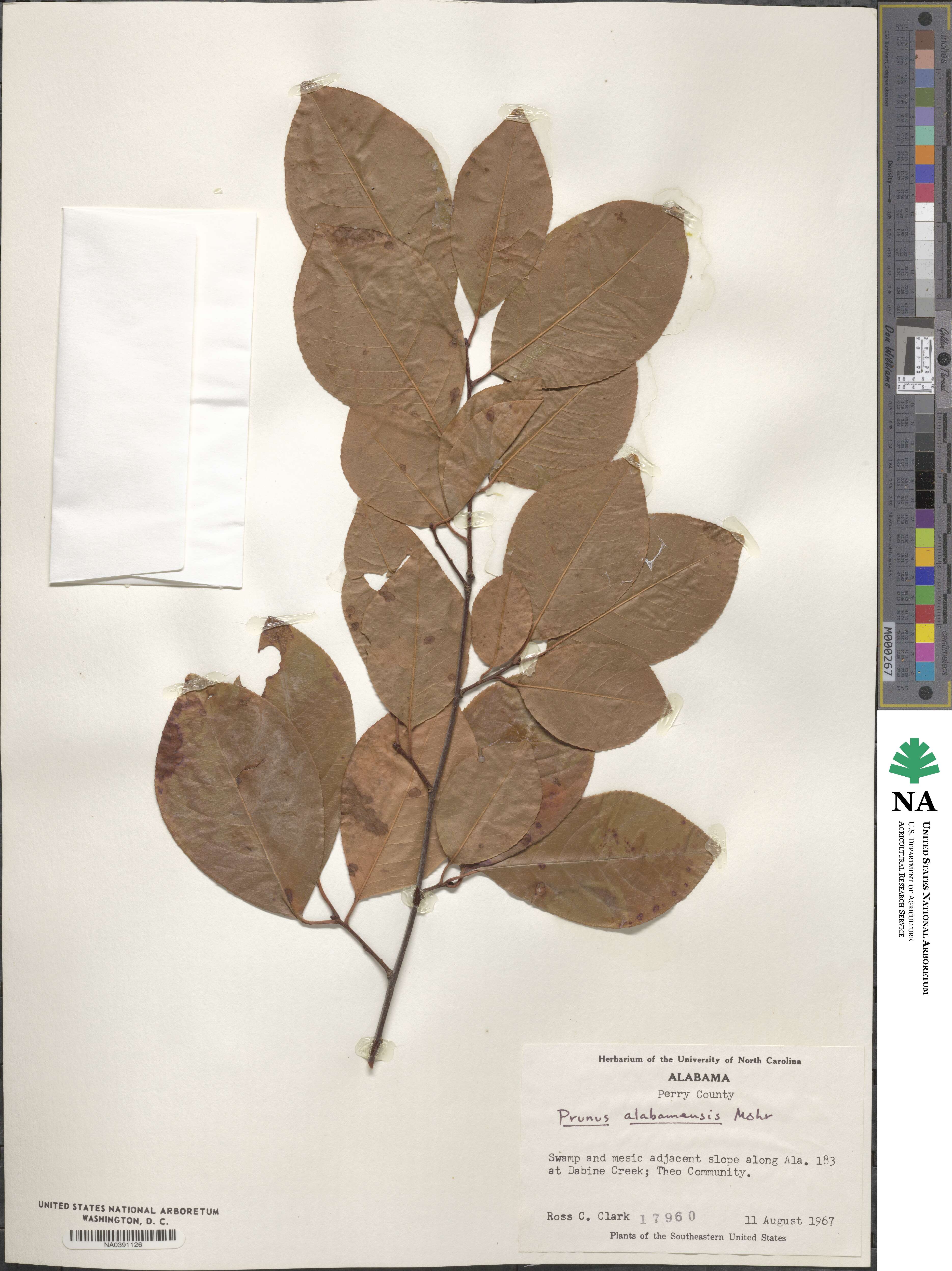 Prunus alabamensis image