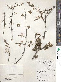 Prunus alleghaniensis image