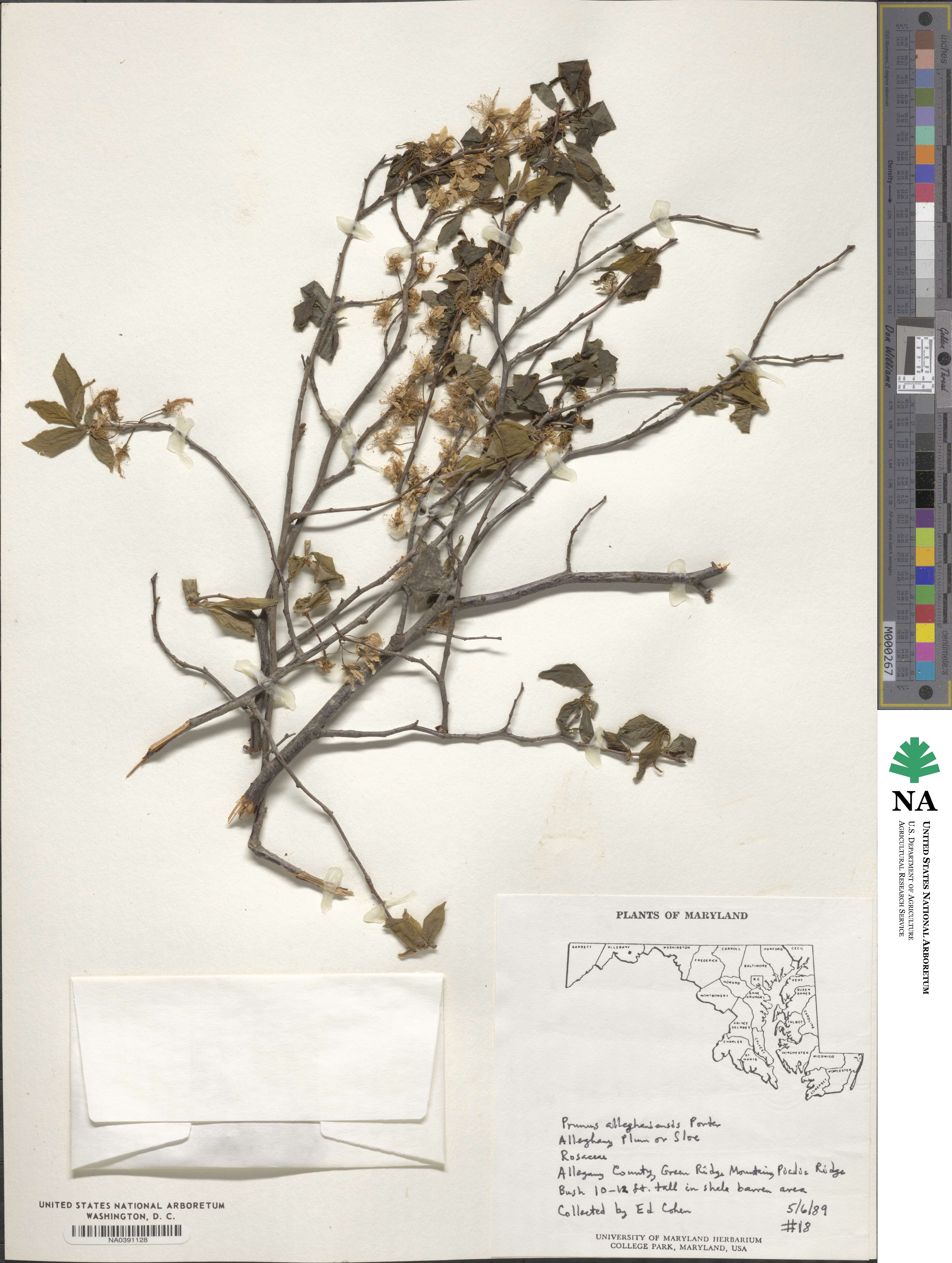 Prunus alleghaniensis image