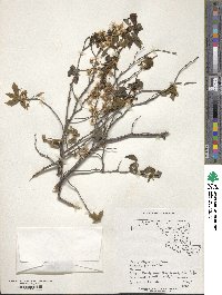 Prunus alleghaniensis image