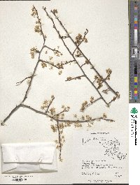 Prunus alleghaniensis image