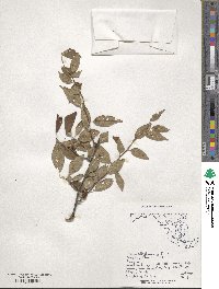 Prunus alleghaniensis image