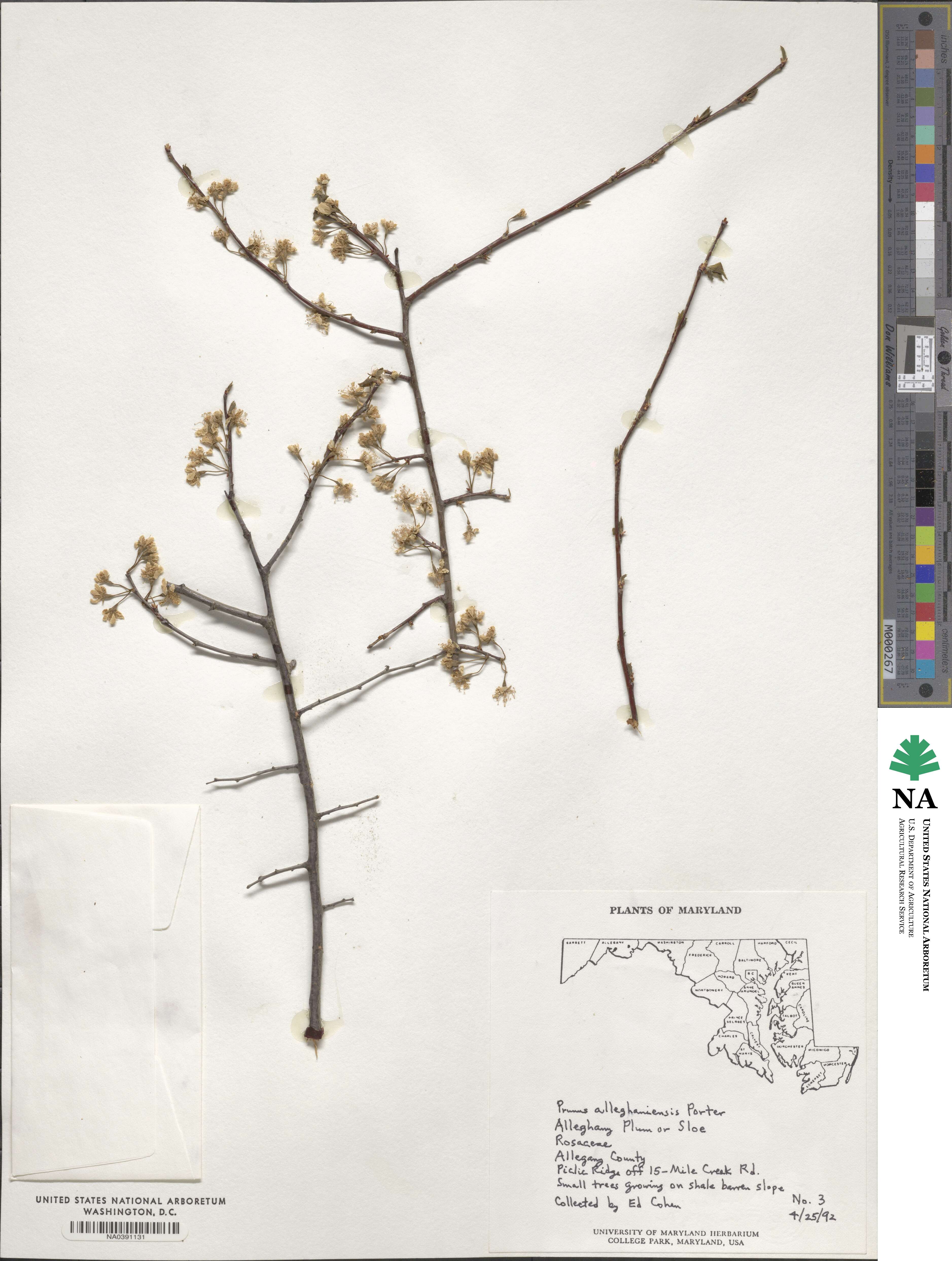 Prunus alleghaniensis image