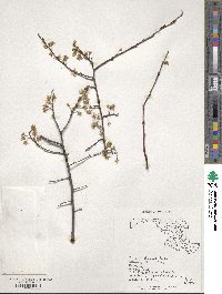 Prunus alleghaniensis image