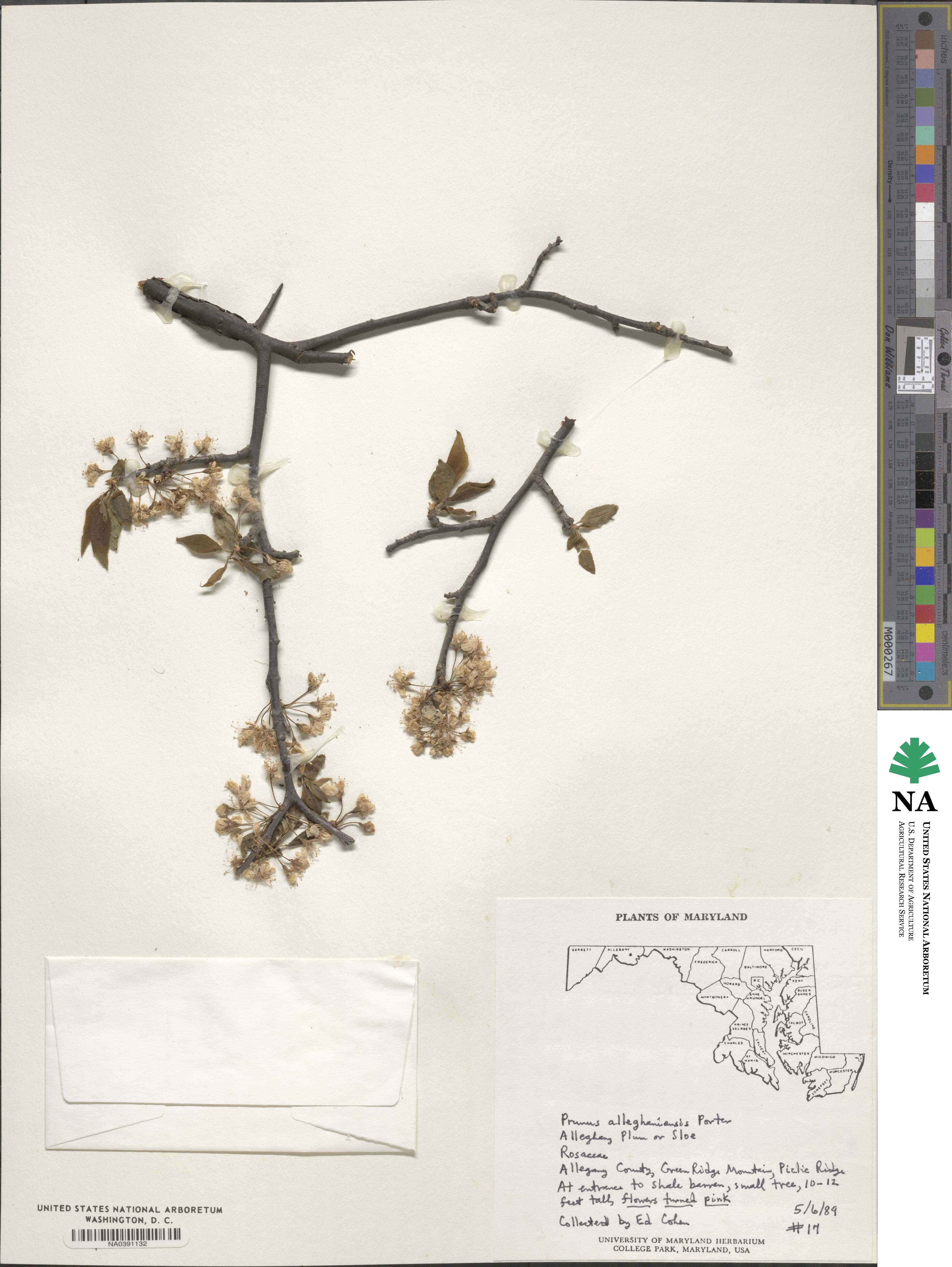 Prunus alleghaniensis image