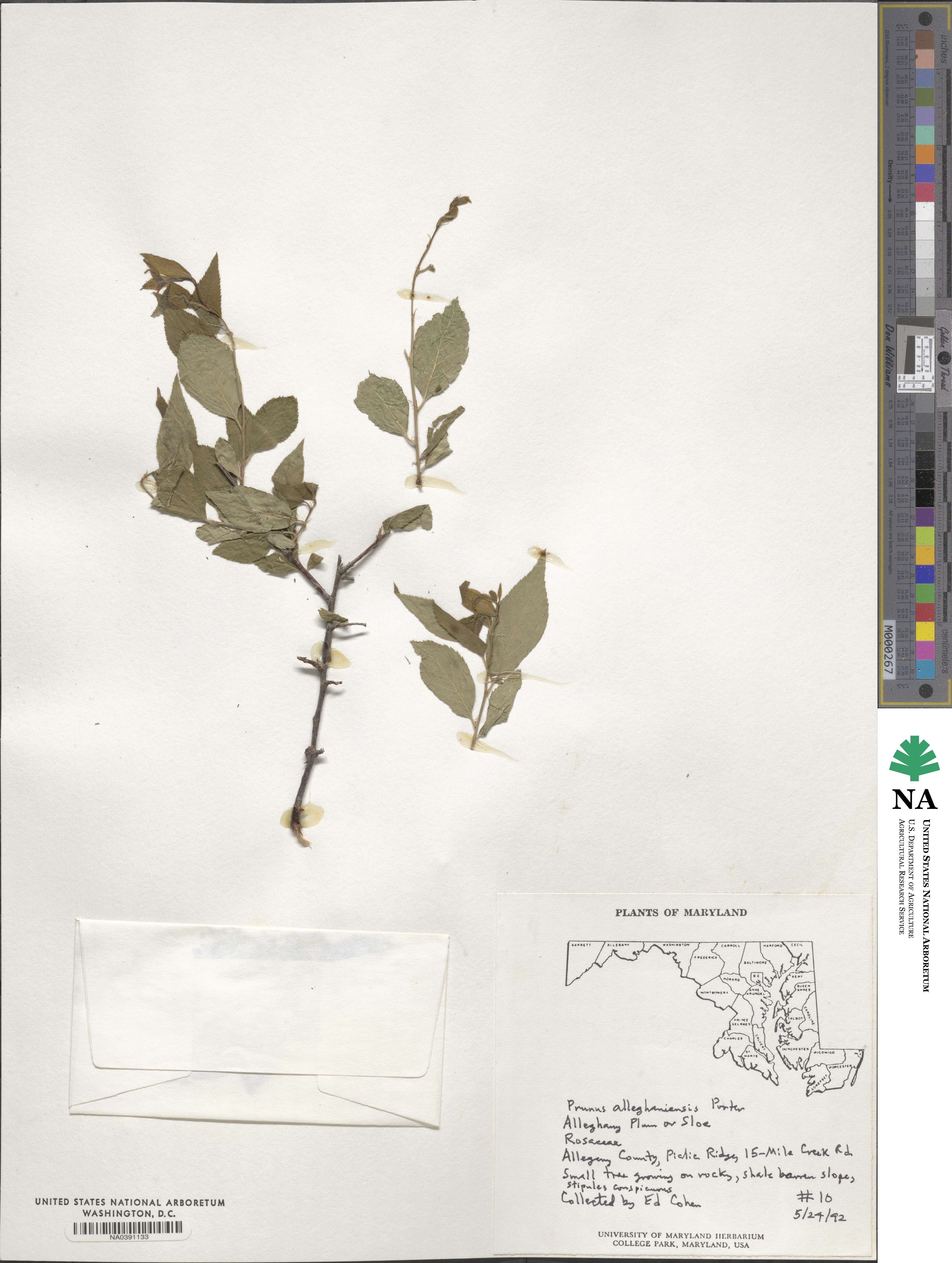 Prunus alleghaniensis image