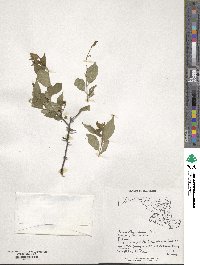 Prunus alleghaniensis image