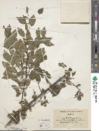 Prunus alleghaniensis image