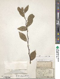 Prunus alleghaniensis image