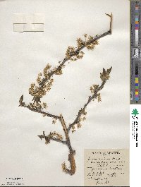 Prunus americana image