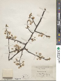 Prunus americana image