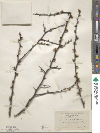 Prunus americana image