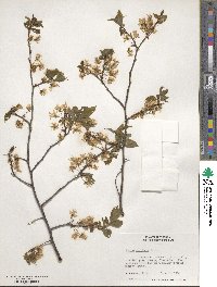 Prunus americana image