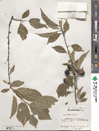 Prunus americana image