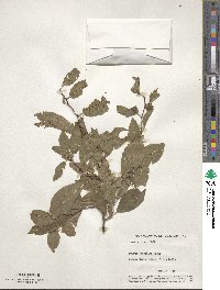 Prunus americana image