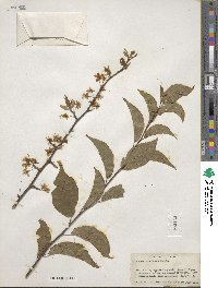 Prunus americana image