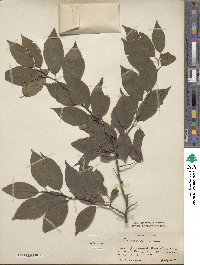 Prunus americana image