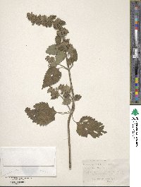 Anisomeles indica image