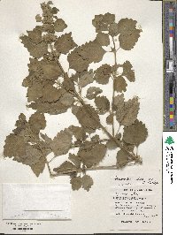 Anisomeles indica image