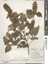 Anisomeles indica image