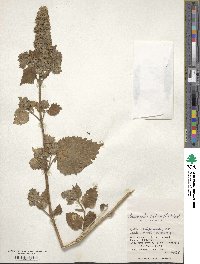 Anisomeles indica image